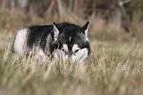 ALASKAN MALAMUTE 788